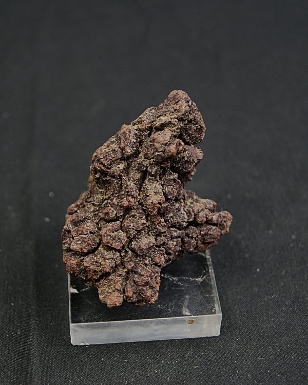 Coprolito fósil de Madagascar