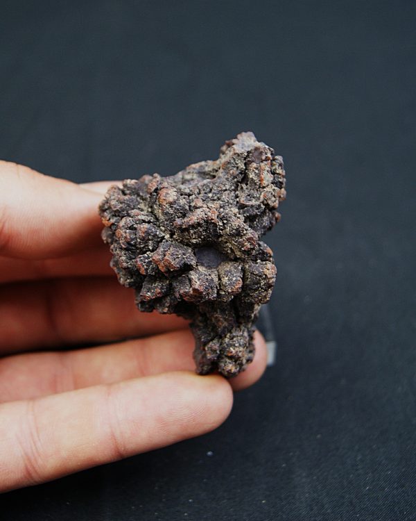 Coprolito de Madagascar.