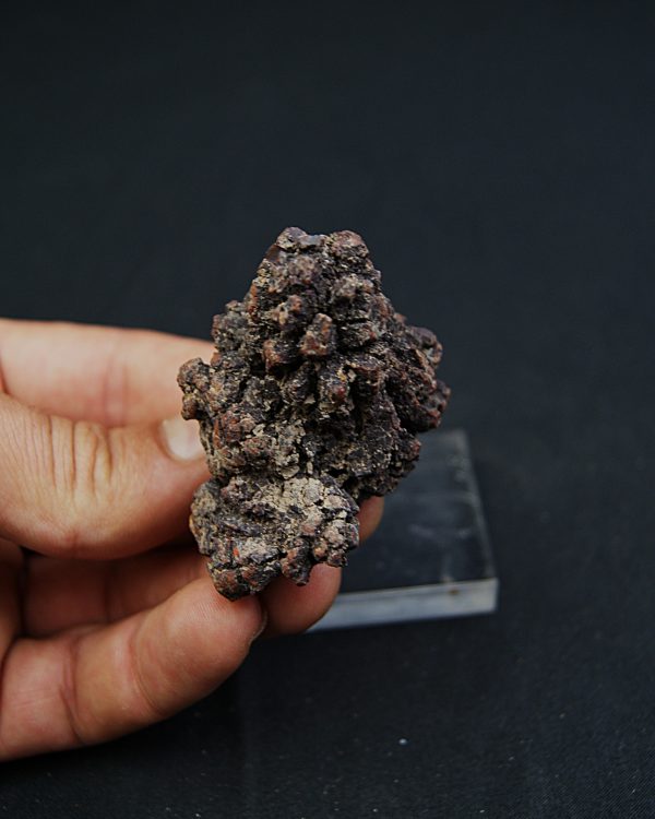 Coprolito de Madagascar.