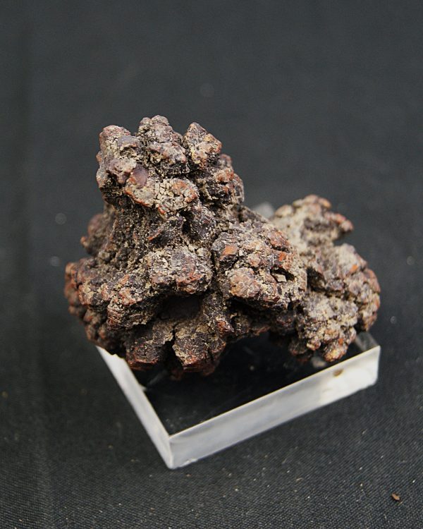 Coprolito de Madagascar.