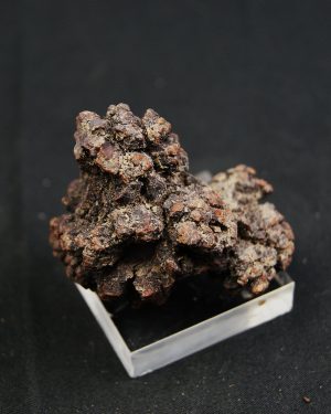 Coprolito de Madagascar.