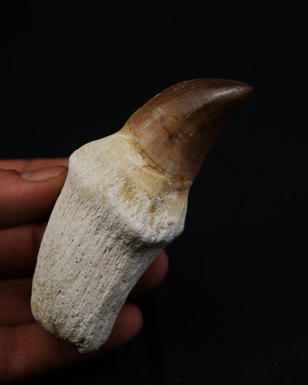 Mosasaurus anceps con raiz