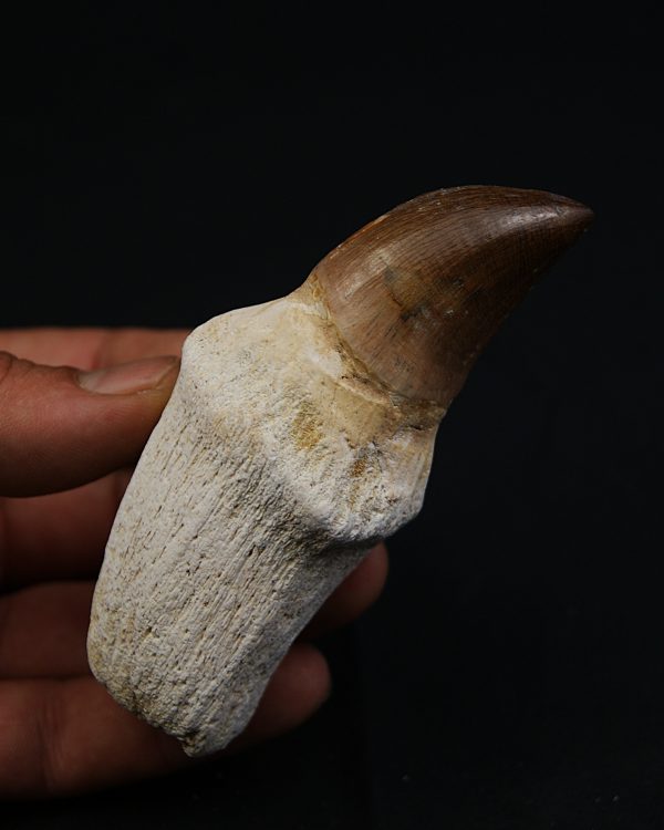 Mosasaurus anceps con raiz