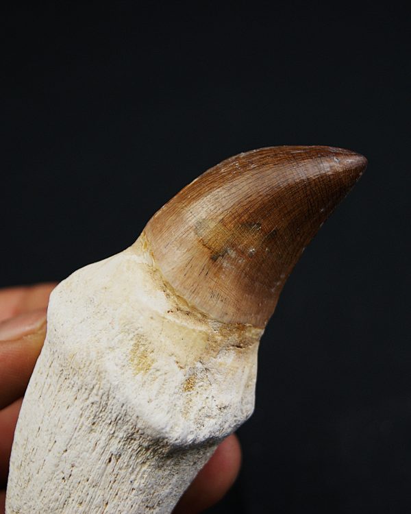 Mosasaurus anceps con raiz