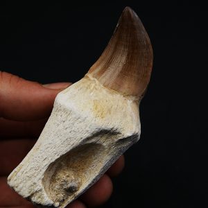 Mosasaurus anceps con raiz