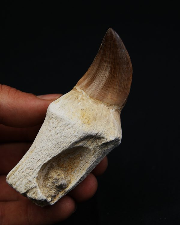 Mosasaurus anceps con raiz