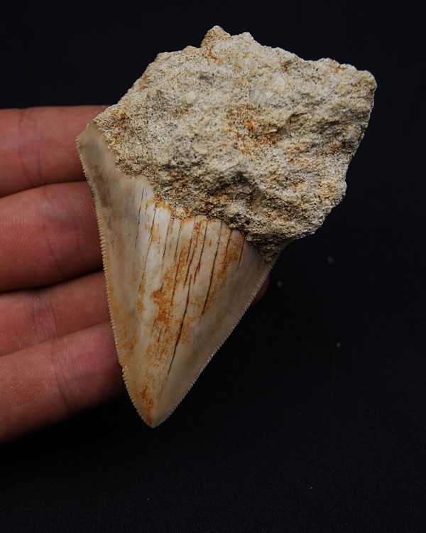 SONY DSC Otodus Megalodon de Java