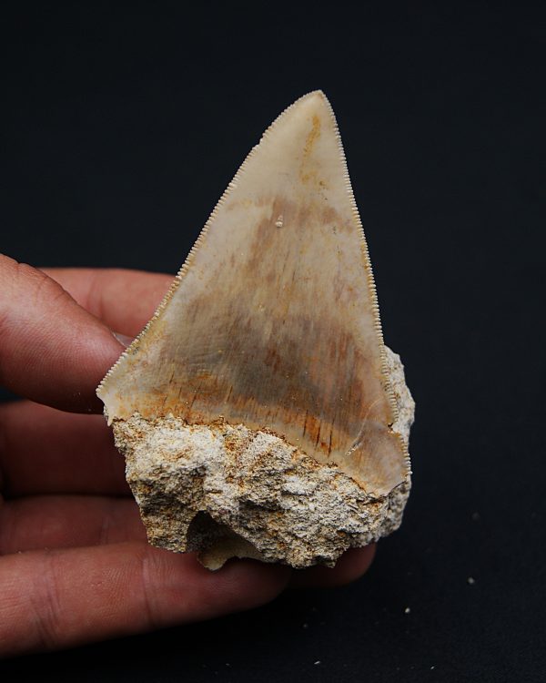 SONY DSC Otodus Megalodon de Java