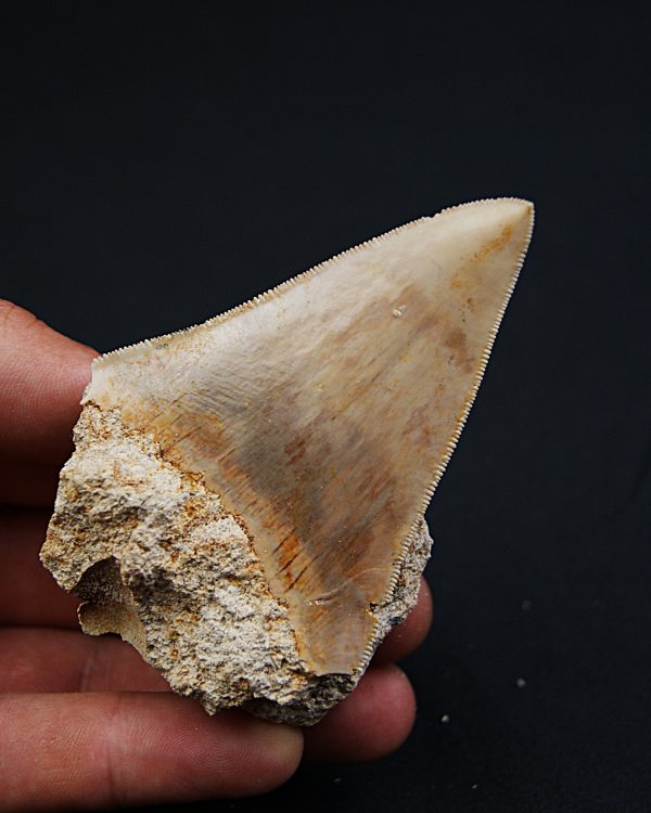 SONY DSC Otodus Megalodon de Java