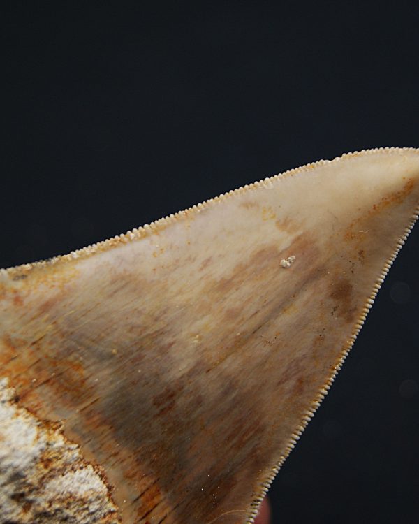 SONY DSC Otodus Megalodon de Java