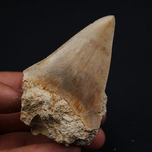 Otodus Megalodon de Java