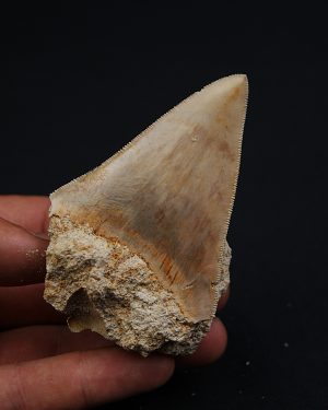 Otodus Megalodon de Java