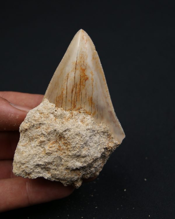 SONY DSC Otodus Megalodon de Java