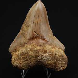 Otodus megalodon Procedente de Java