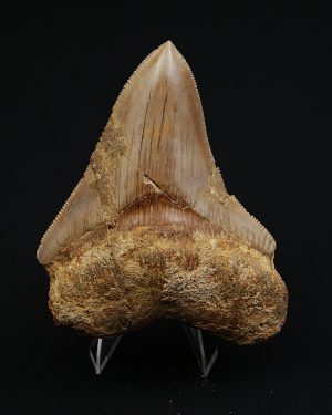 Otodus megalodon Procedente de Java