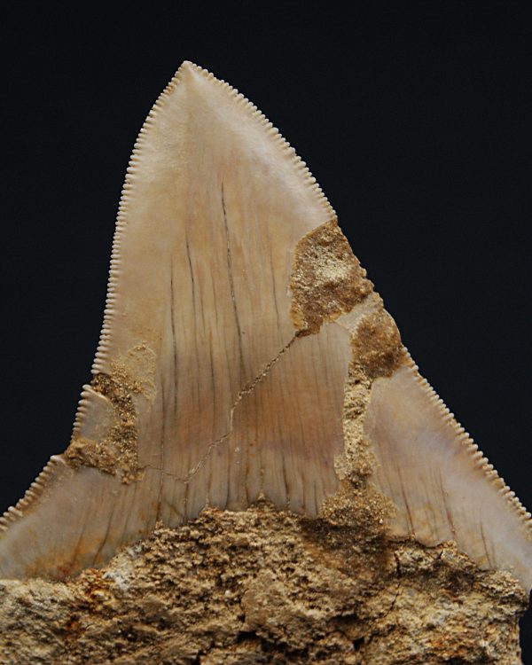 SONY DSC Otodus megalodon Procedente de Java