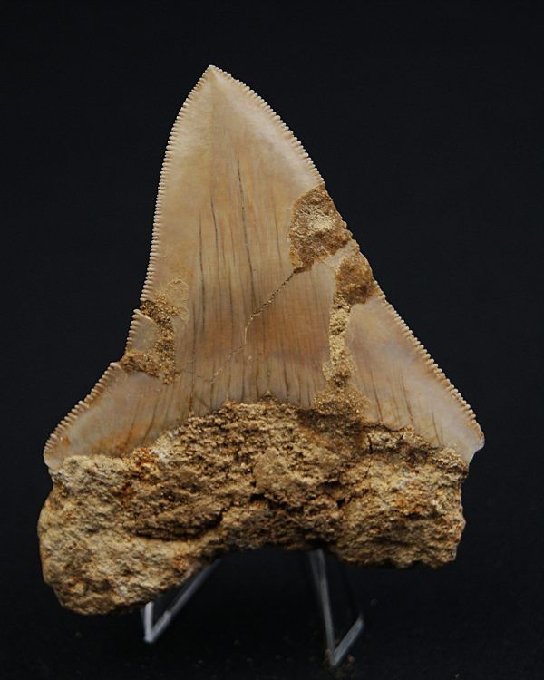 SONY DSC Otodus megalodon Procedente de Java