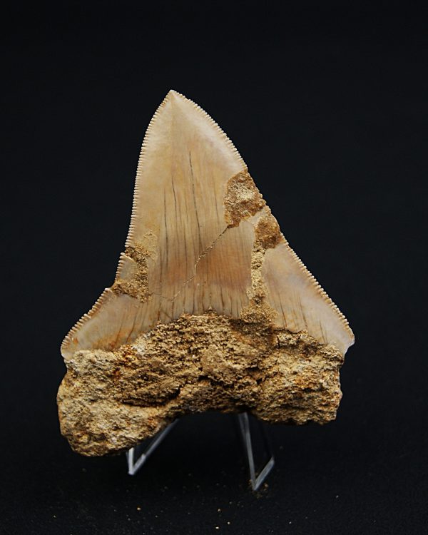 SONY DSC Otodus megalodon Procedente de Java