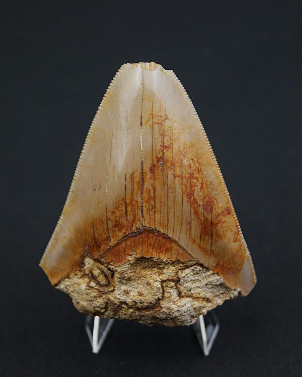 SONY DSC Diente fósil de Otodus megalodon