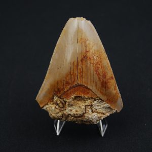 Diente fósil de Otodus megalodon