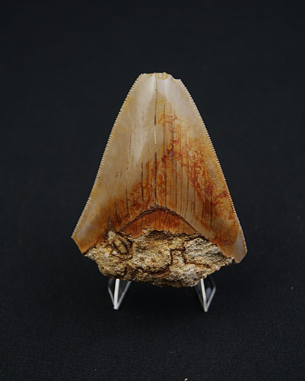 SONY DSC Diente fósil de Otodus megalodon