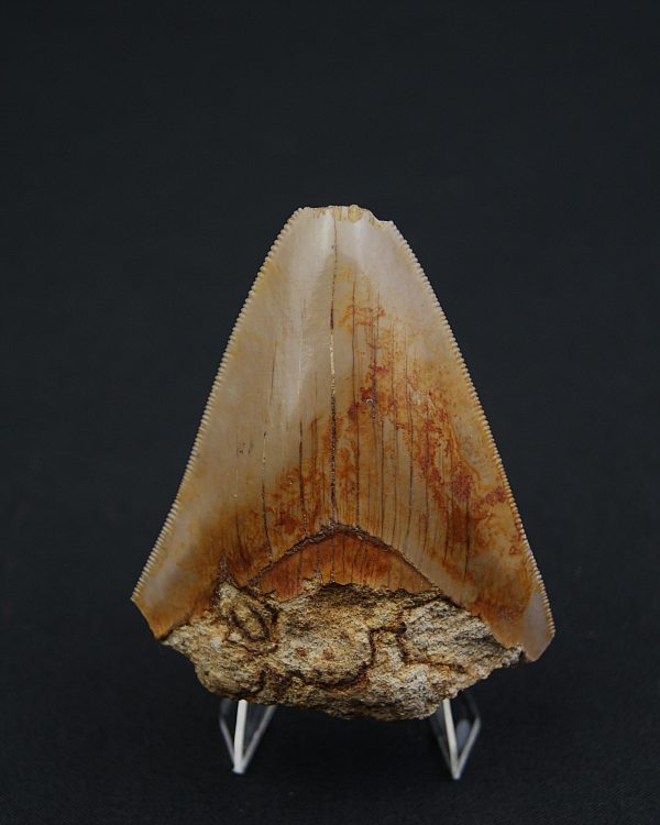 SONY DSC Diente fósil de Otodus megalodon