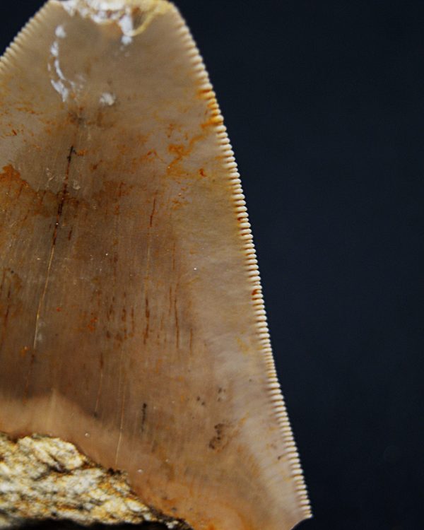 SONY DSC Diente fósil de Otodus megalodon