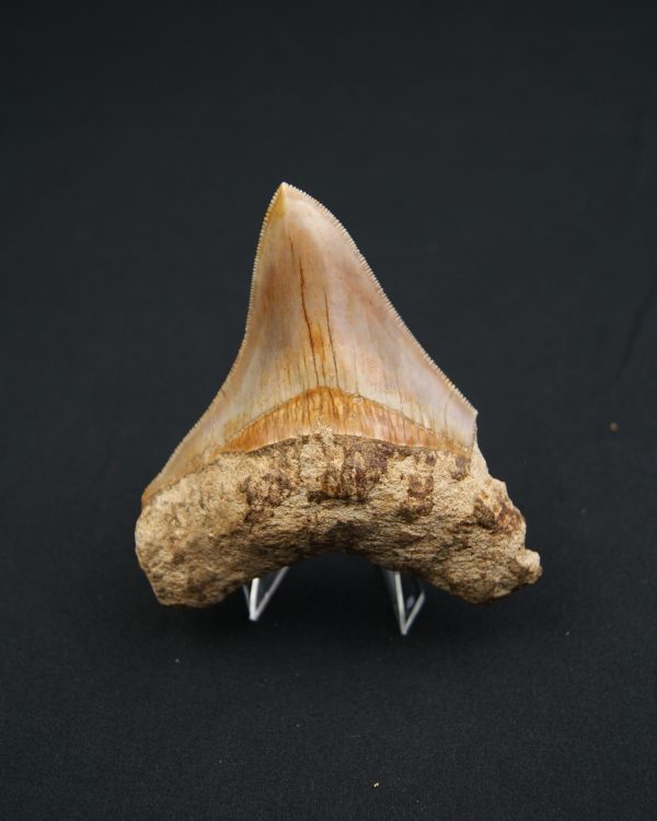 Otodus megalodon de 9.4 cm