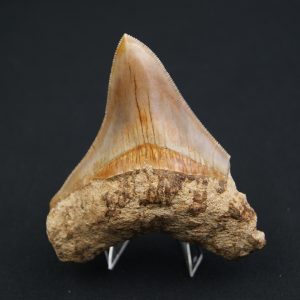 Otodus megalodon de 9.4 cm