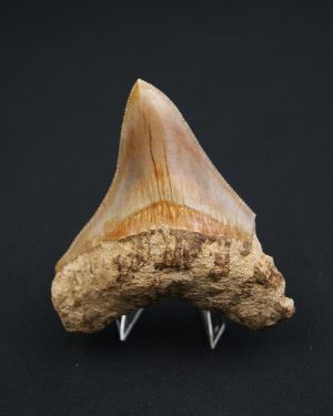 SONY DSC Otodus megalodon de 9.4 cm