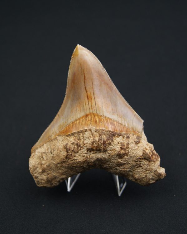 Otodus megalodon de 9.4 cm