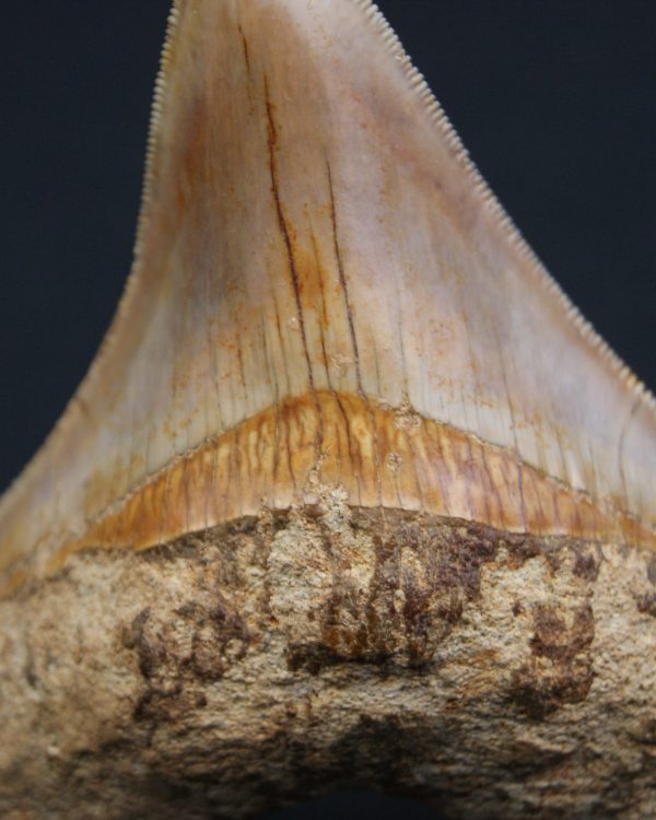 Otodus megalodon de 9.4 cm