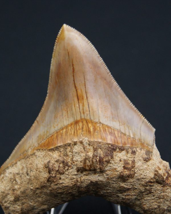 Otodus megalodon de 9.4 cm