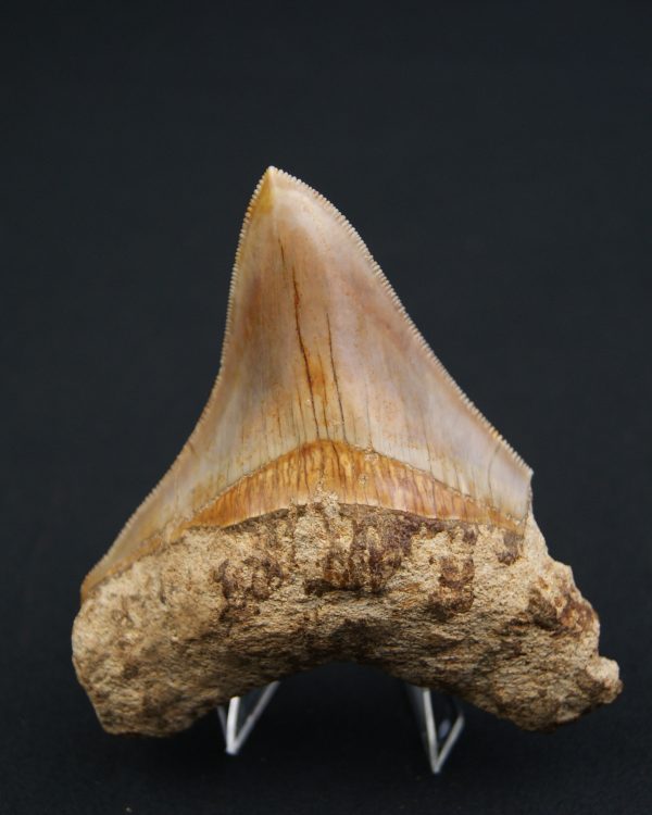 Otodus megalodon de 9.4 cm