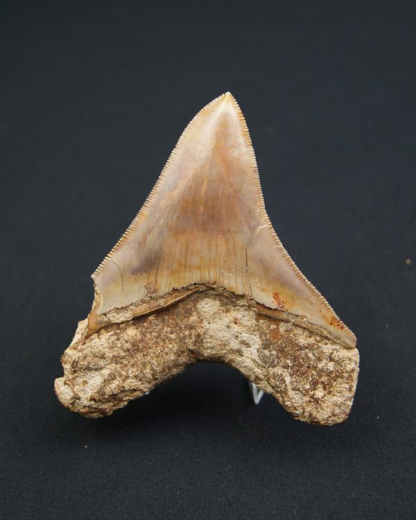 Otodus megalodon de 9.4 cm