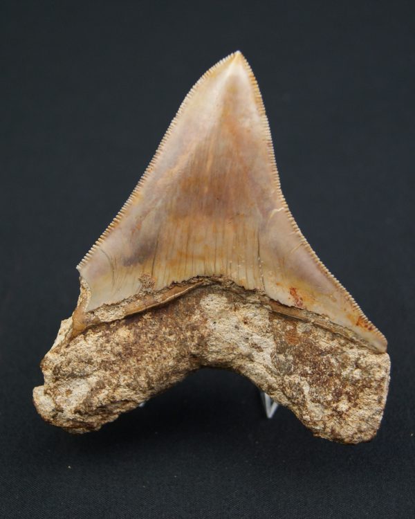 Otodus megalodon de 9.4 cm