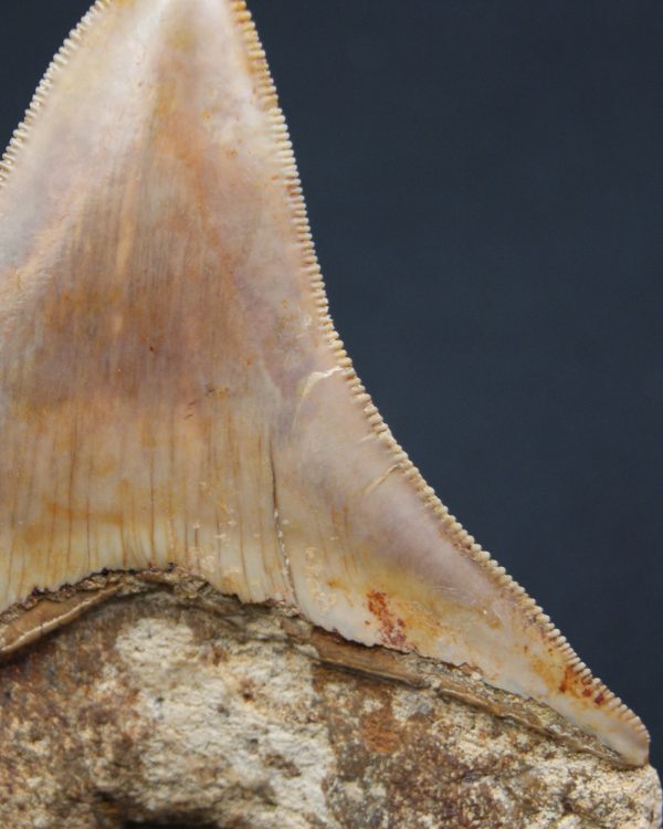 Otodus megalodon de 9.4 cm