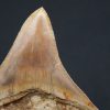 Otodus megalodon de 9.4 cm