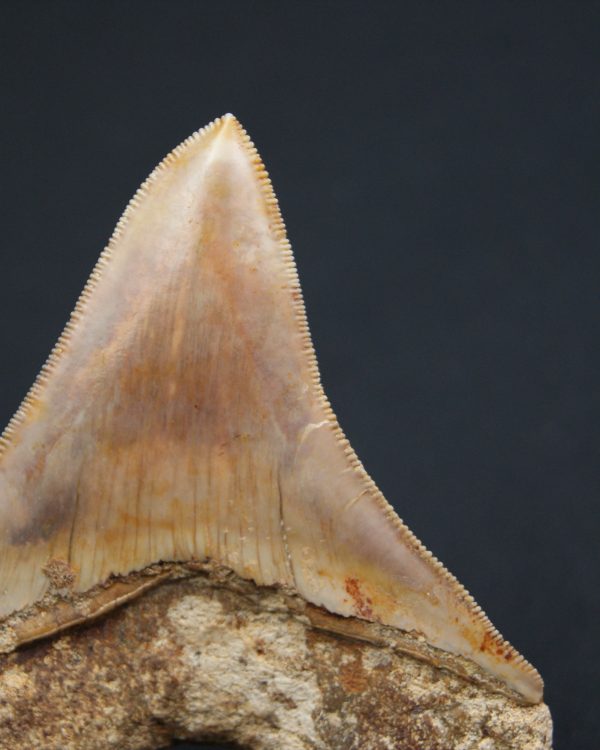 Otodus megalodon de 9.4 cm
