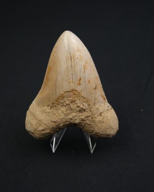 Otodus megalodon -Indonesia