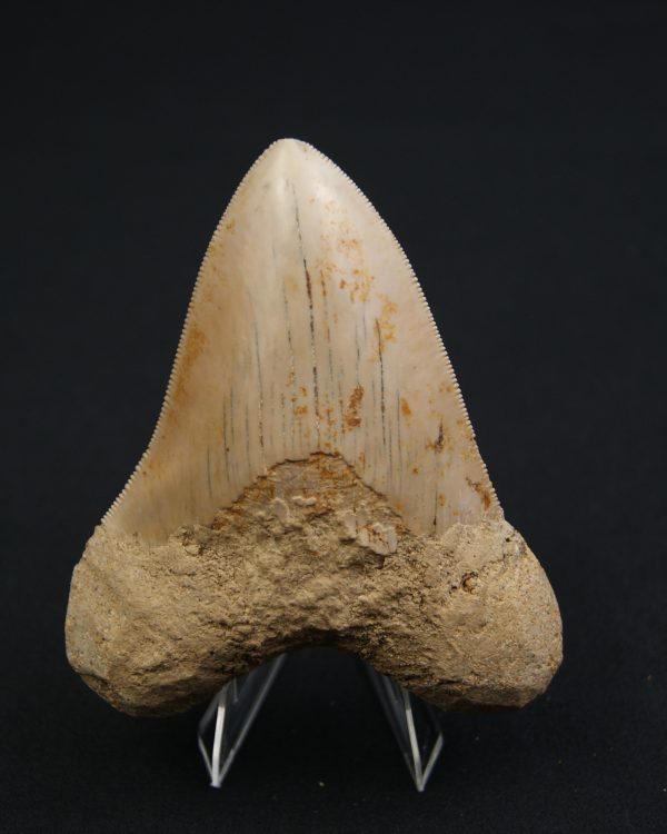 Otodus megalodon -Indonesia
