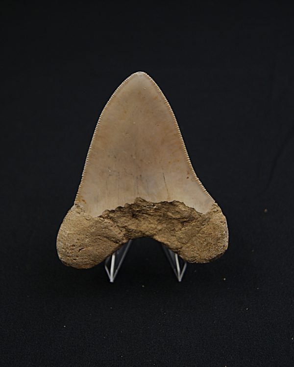 Otodus megalodon -Indonesia