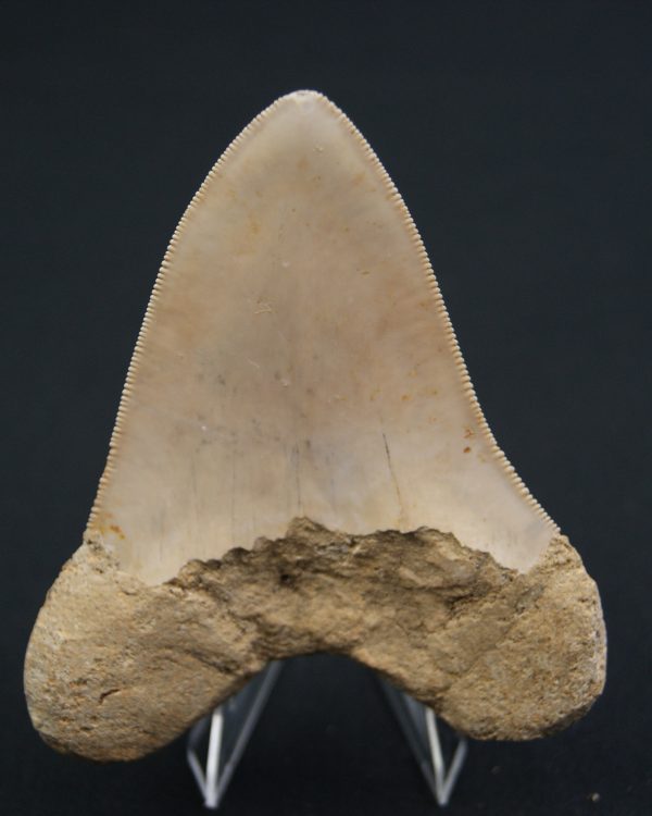 Otodus megalodon -Indonesia