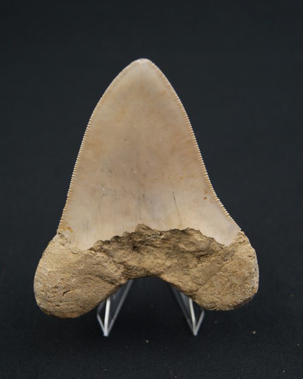Otodus megalodon -Indonesia