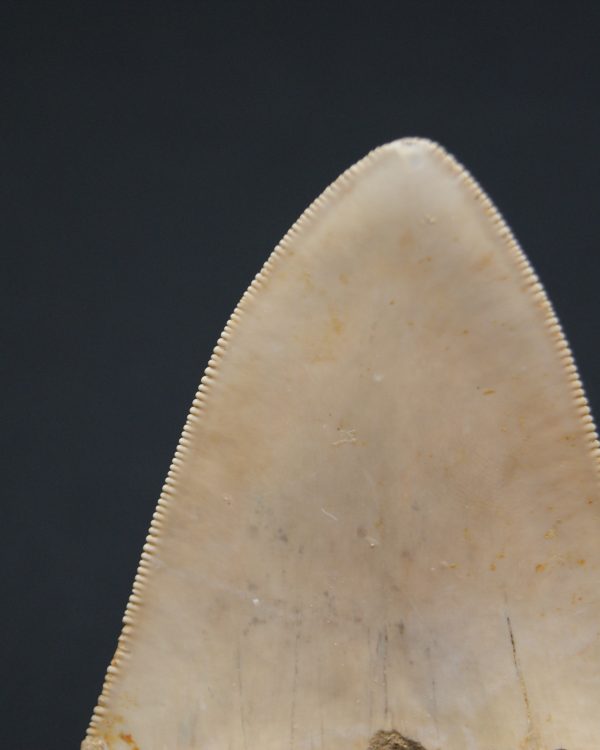 Otodus megalodon -Indonesia