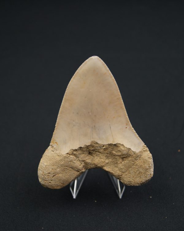 Otodus megalodon -Indonesia