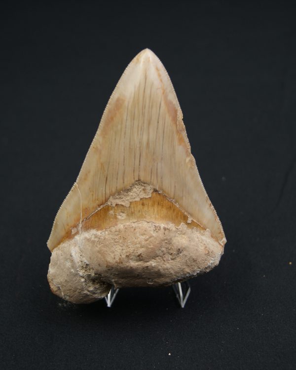 Diente fósil de Otodus megalodon