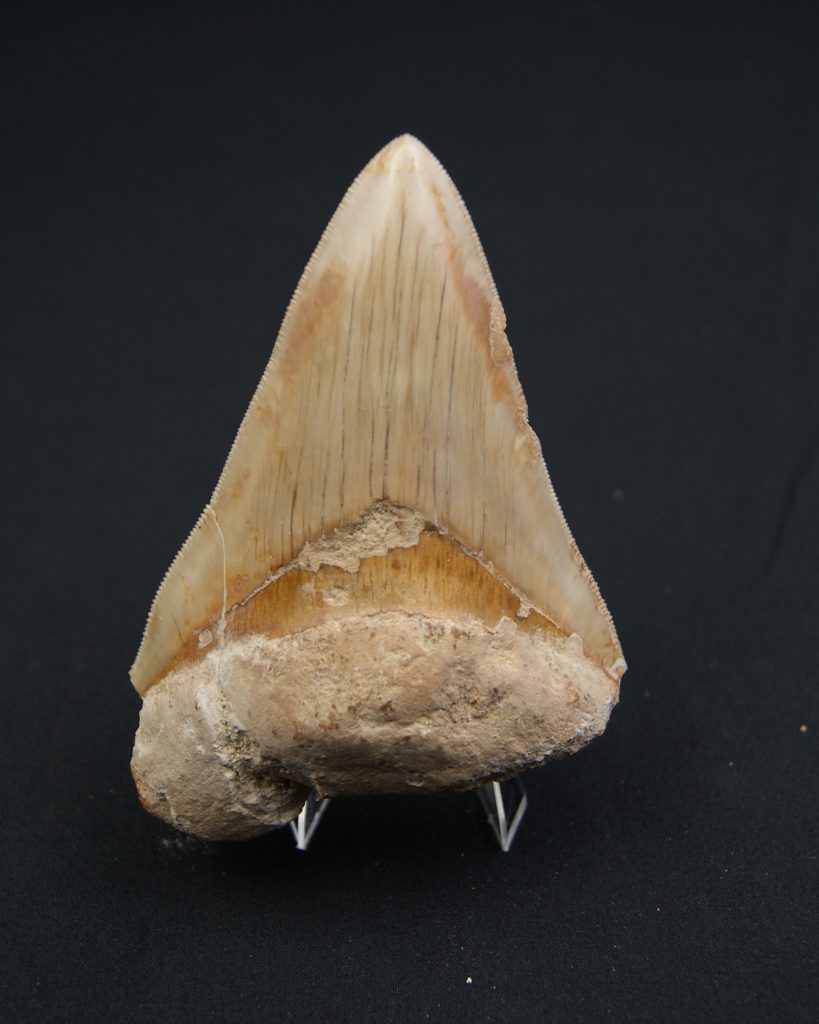 Diente fósil de Otodus megalodon