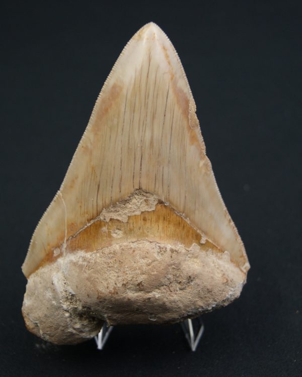 Diente fósil de Otodus megalodon