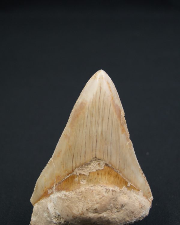 Diente fósil de Otodus megalodon